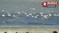 Erçek Gölü’nün zarif misafirleri flamingolar gelmeye başladı.