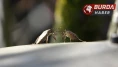 Kahverengi kokarcaya karşı mücadelede zehirli mantarlar devrede