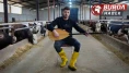 Ankaralı besici hayvanlarına saz çalıp, türkü söylüyor