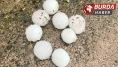 Kayseri'de ceviz büyüklüğünde yağan dolu ağaçlara zarar verdi