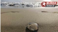Ege sahillerinde denizanaları kıyıya vurdu