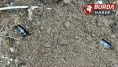 Çam ormanlarında zararlılara karşı biyolojik önlem