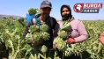 Aydın’da üretiliyor, yurdun dört bir yanına gönderiliyor