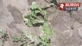 Dolu ve sağanak Kozaklı’da tarım arazilerini vurdu