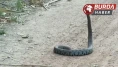 Adana’da havaların ısınması ile parklarda yılanlar görülmeye başlandı