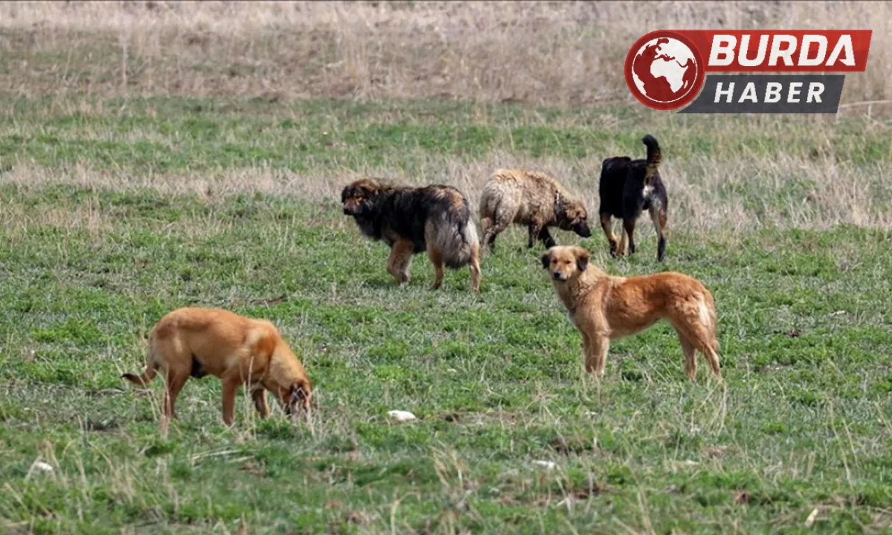 Köpeğe ateş etti, karı kocayı vurdu: 1 kişi öldü