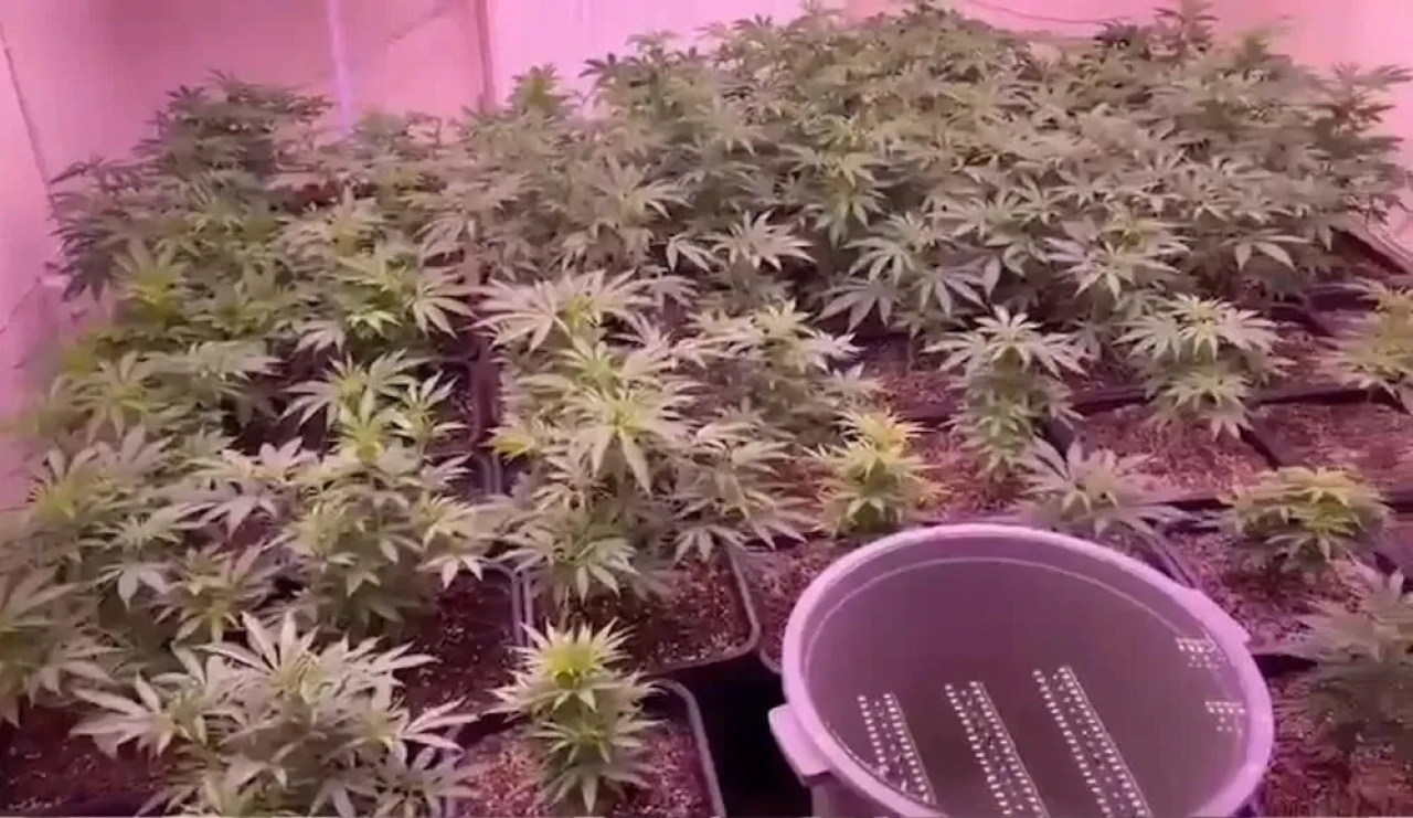 Manisa'da Evinde Kenevir Yetiştiren Şüpheli Yakalandı