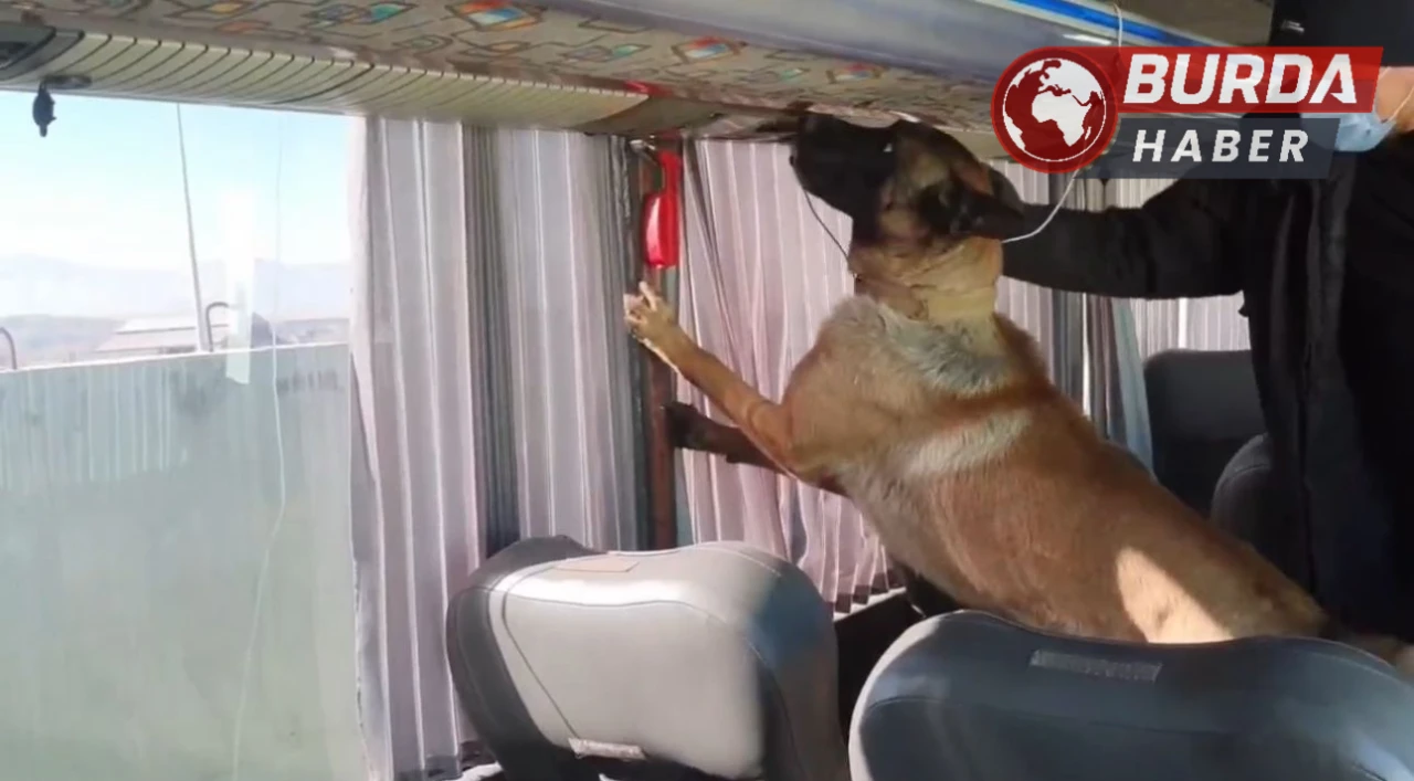 Ağrı'da Otobüs Bagajında Gizlenmiş 8 Kilogram Skunk Ele Geçirildi
