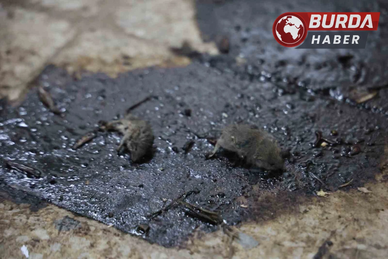 Kilis’te Hijyen Skandalı: Merdiven Altı Üretimde Fareler Bulundu