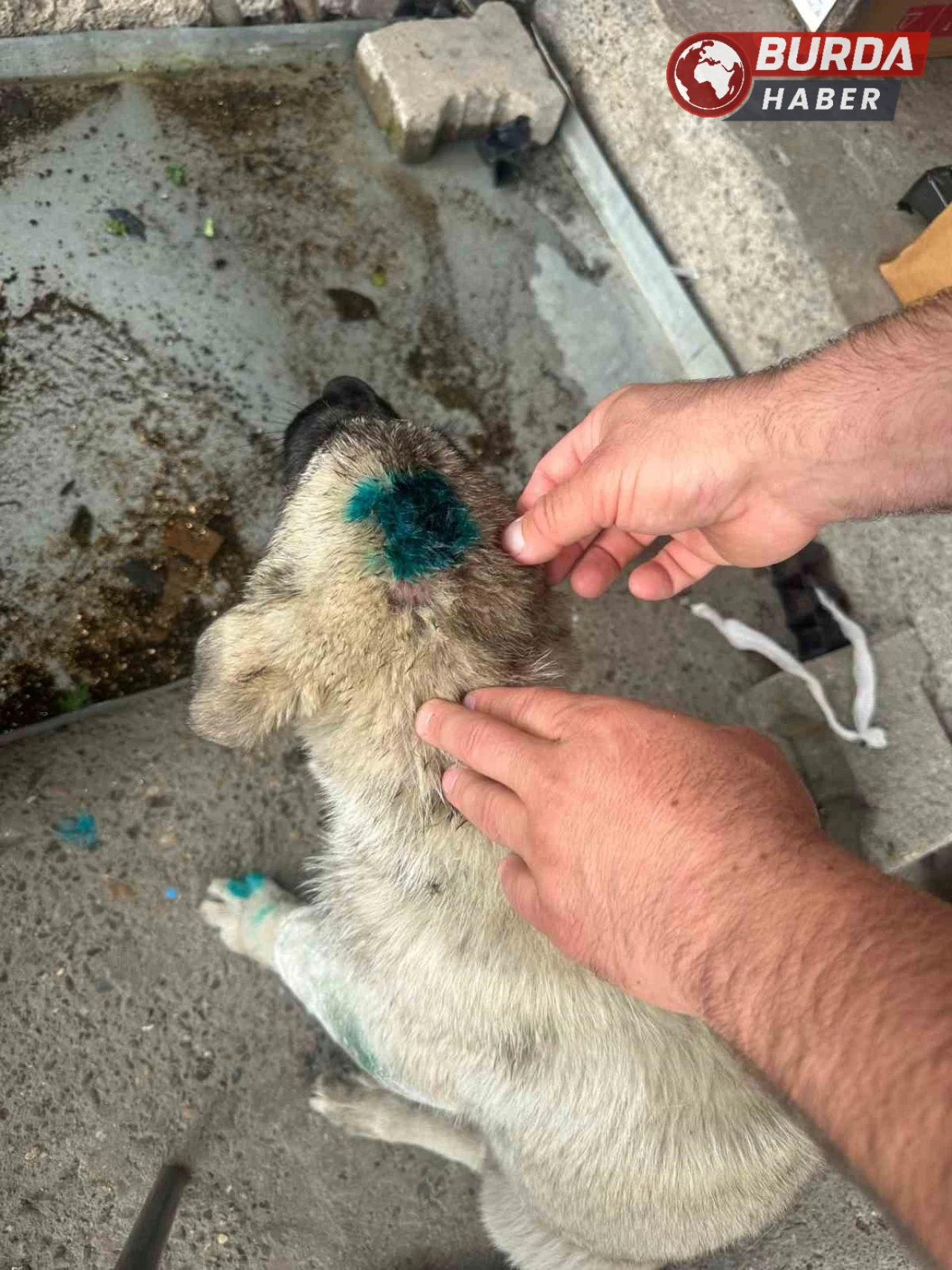 Alkolün dozunu kaçırınca yavru köpeği ısırarak yaraladı.