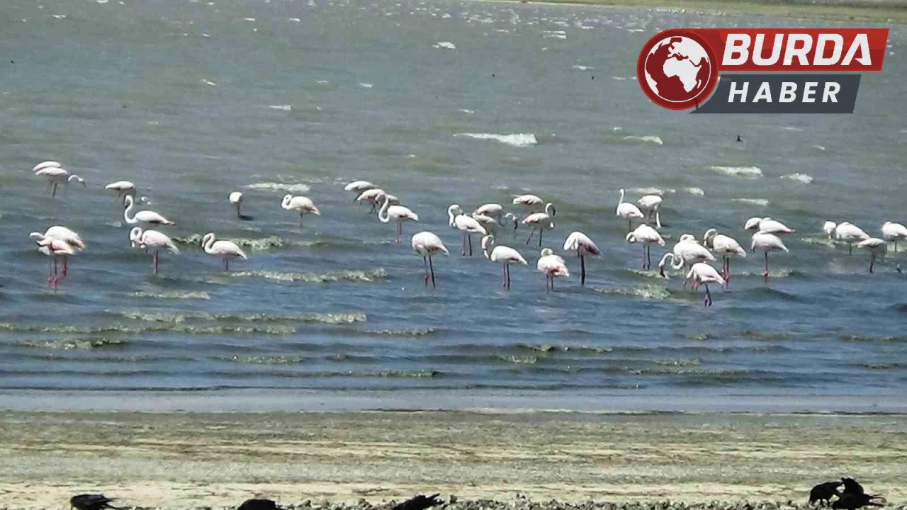Erçek Gölü’nün zarif misafirleri flamingolar gelmeye başladı.