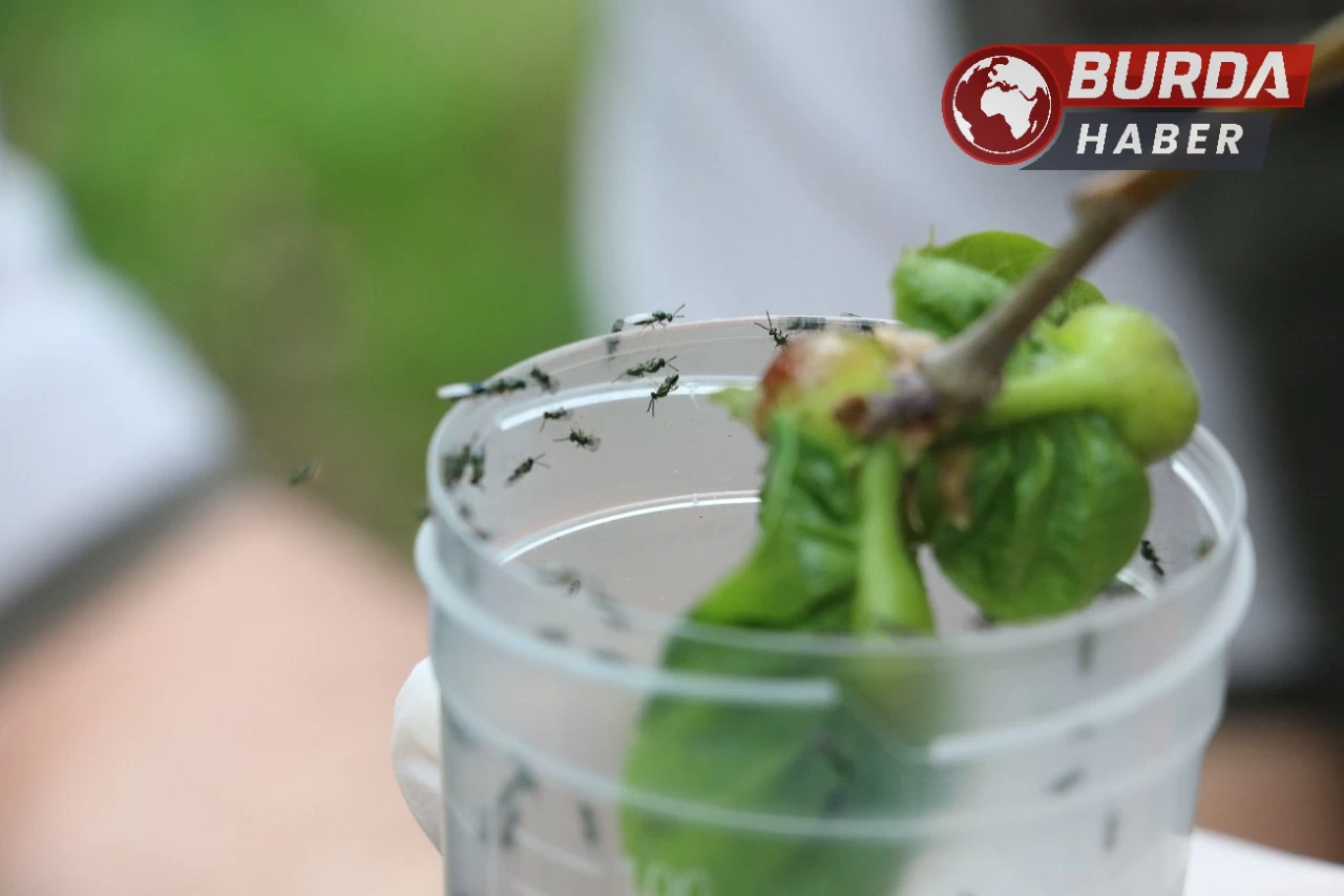 Düzce'deki Kestane Ormanlarına savaşçı böcekler bırakıldı.