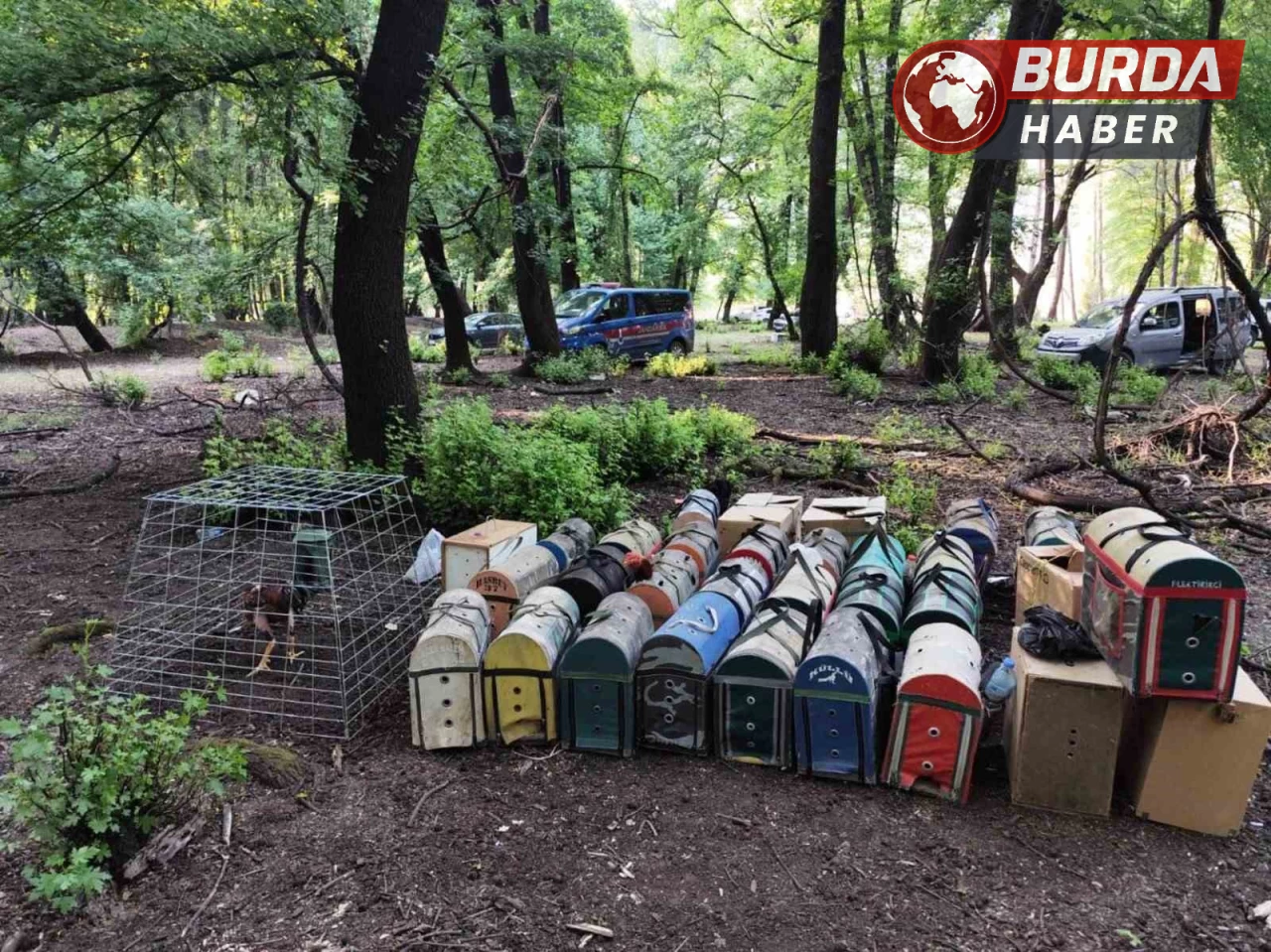 Hayvanları koruma derneği başkanı Ü.B. horoz dövüştürürken yakalandı.