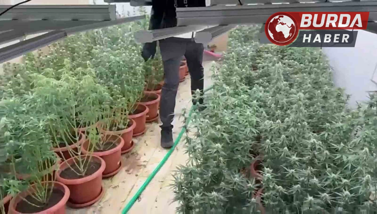 İzmir'de villayı kenevir bahçesine çevirmişler