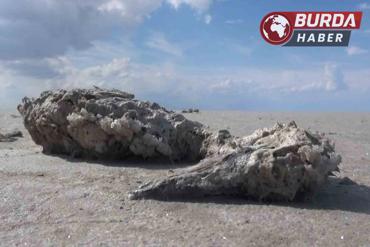 Tuz Gölü’nde yüzlerce flamingonun ölü olarak bulunması endişe yarattı.