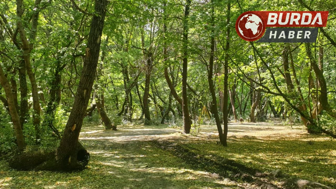 Karaman’da ormanlık alanlarda piknik yapmak yasaklandı.