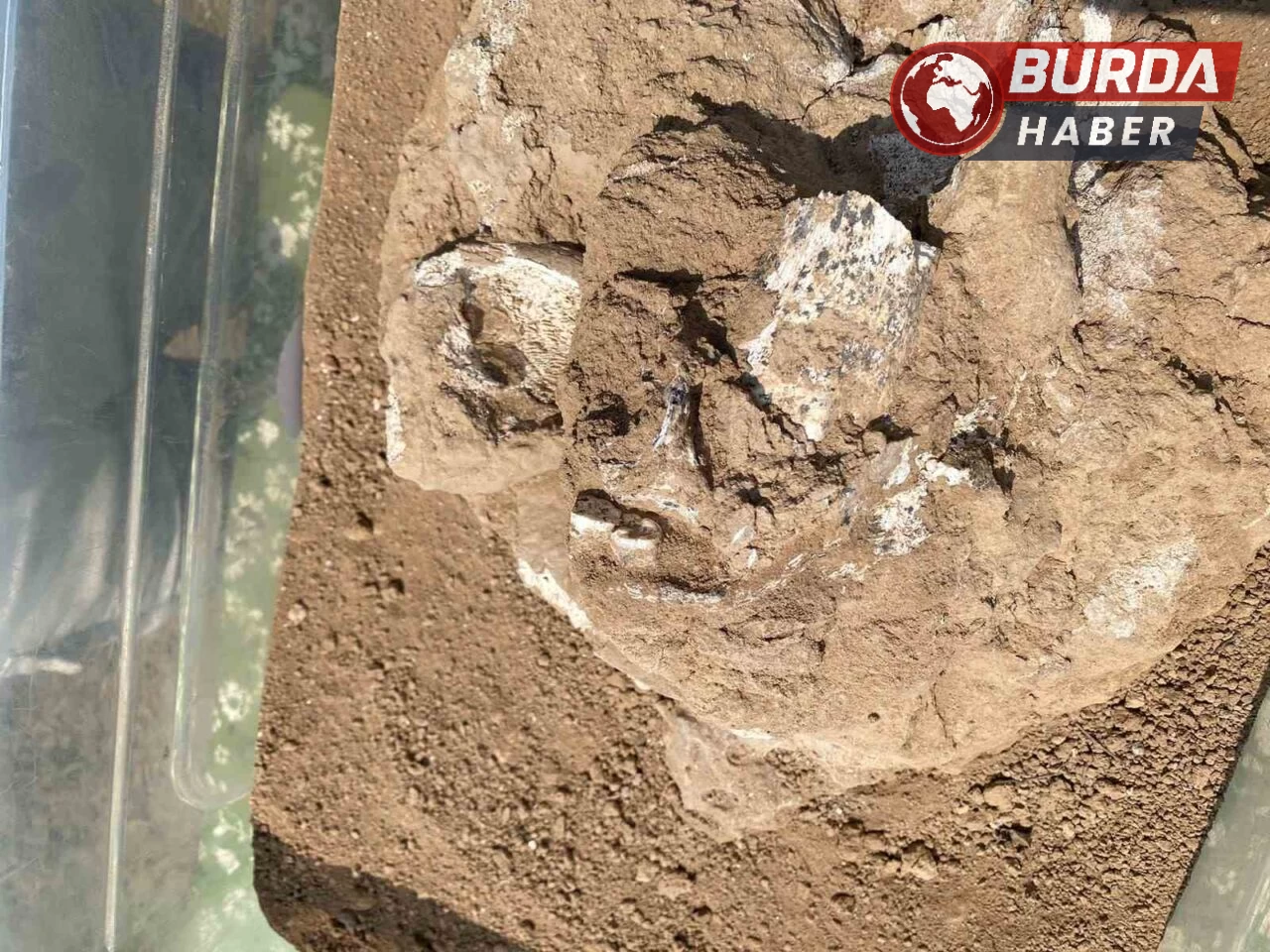 Gürcistan’da 1,8 milyon yıllık alt çene kemiği bulundu.