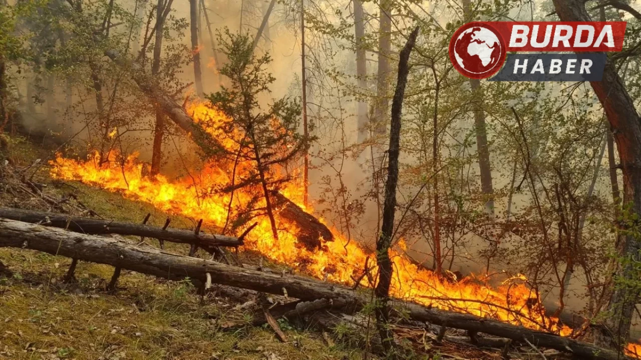 Hama’da başlayan orman yangını 5 gündür söndürülemiyor.