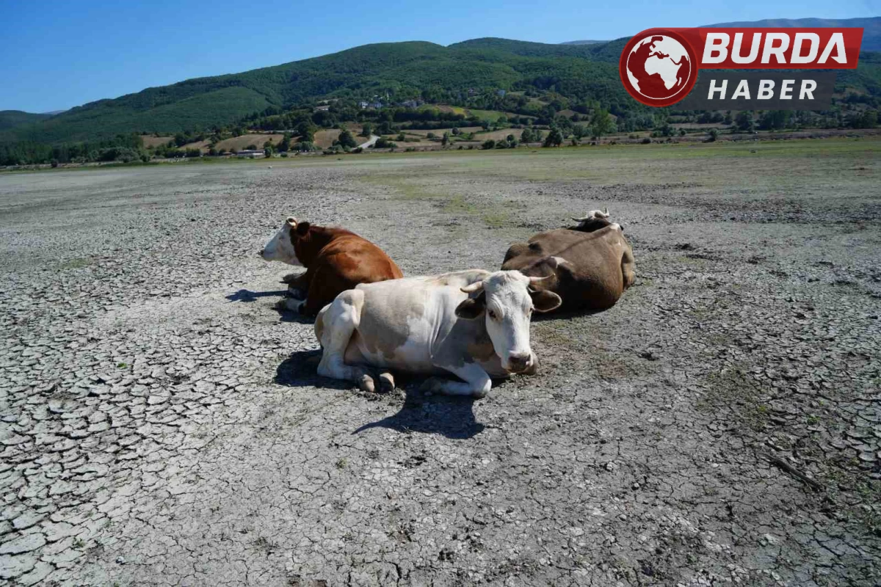 Kuraklığın görüntüsü: Ladik Gölü’nde inekler otlamaya başladı.