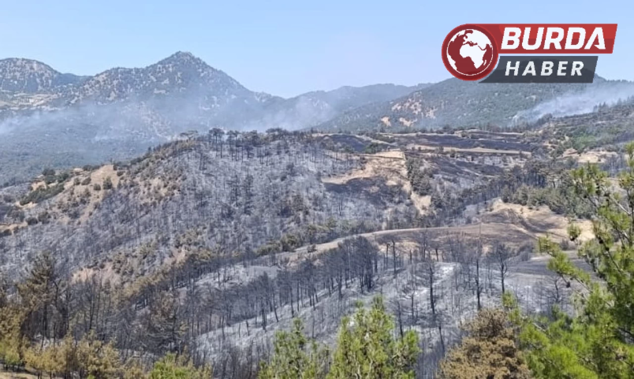 Ot temizlemek isterken ormanı yakan 3 kişi gözaltına alındı