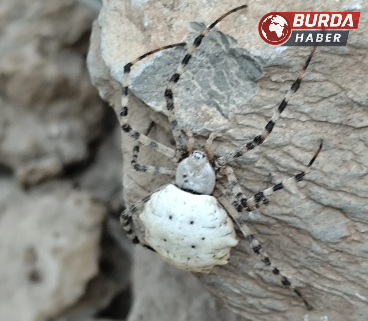 Hakkari’de dünyanın en zehirli örümceklerinden biri görüldü.