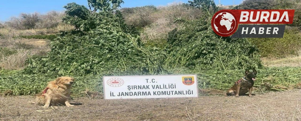 Şırnak’ta 11 milyon liralık kaçakçılık olayı engellendi.