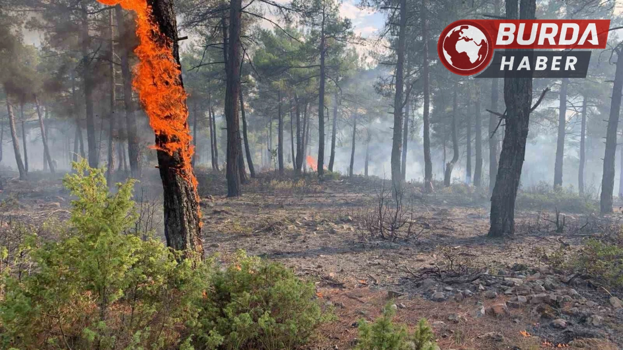 Kütahya’da düşen yıldırım, orman yangınına neden oldu.