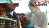 Almanya'da kuş gribi vakalarında artış: Yetkililer alarmda