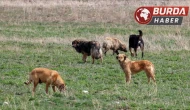Köpeğe ateş etti, karı kocayı vurdu: 1 kişi öldü