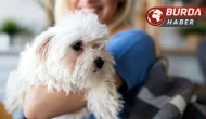 Markete köpeğiyle giren kadına yumruklu saldırı!