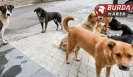 Başıboş köpekler sürüye saldırarak koyunları telef etti!