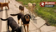 İstanbul'da Sokak Köpeklerine Kontrolsüz Besleme Yasaklandı