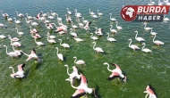 Flamingolar doğanın bahara uyanışını müjdeliyor.