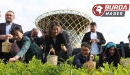 Çin’den gelen akademisyenler Rize’de elleriyle çay topladı.