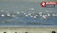 Erçek Gölü’nün zarif misafirleri flamingolar gelmeye başladı.