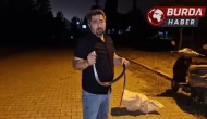 Yılanlara fısıldayan adam karayılanı nasihat vererek doğaya bıraktı.
