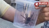 Elazığ’da dev etçil örümcek paniğe sebep oldu.