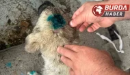 Alkolün dozunu kaçırınca yavru köpeği ısırarak yaraladı.