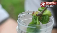 Düzce'deki Kestane Ormanlarına savaşçı böcekler bırakıldı.