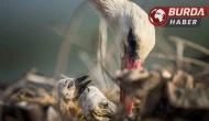 Yaren leyleğin ailesi yeni üyelerine merhaba dedi.