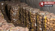Yurt dışından gelen 2 bin tondan fazla patates virüslü çıktı.
