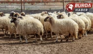 Iğdır’da otomobil hayvan sürüsüne çarptı: 25 koyun telef!