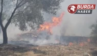 Balıkesir Edremit’te zeytinlik alanda yangın başladı.