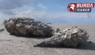 Tuz Gölü’nde yüzlerce flamingonun ölü olarak bulunması endişe yarattı.