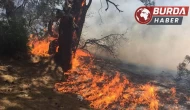 Antalya’nın Muratpaşa ilçesi Lara bölgesinde orman yangını!
