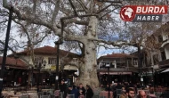 Asırlık çınarın dalı kalabalığın üzerine düştü: 1 kişi yaralandı