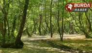 Karaman’da ormanlık alanlarda piknik yapmak yasaklandı.