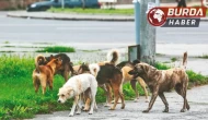 Beykoz’da 6 yaşındaki çocuğa başıboş sokak köpekleri saldırdı.