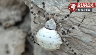 Hakkari’de dünyanın en zehirli örümceklerinden biri görüldü.