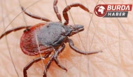 Uzmanlardan ’Kene’ uyarısı: "Vaka sayısı artacak, ölümcül olabiliyor."